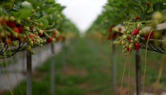 Strawberry plants are seen inside a poly tunnel at Chambers farm, June 3, 2025. — Reuters