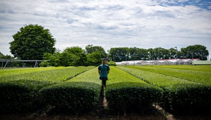 This picture taken on June 4, 2025 shows tea farm owner Masahiro Okutomi posing for a photo at his tea field following an interview with AFP in Sayama, Japan. — AFP