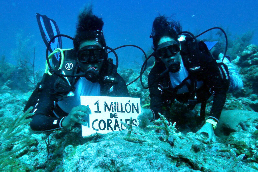 Divers pose with transplanted corals and a 'One Million Corals for Colombia' sign, the name of the biggest ocean restoration project in Latin-America.