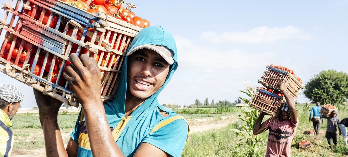 Young farmers load tomatoes onto trucks in Nubaria, Egypt.