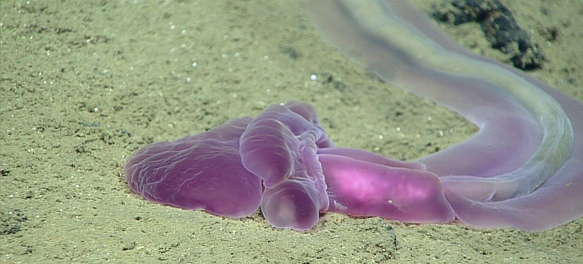 Acorn worms were  one of the many types of fauna observed in the deep-sea around the North Marianas Islands in the Pacific Ocean.