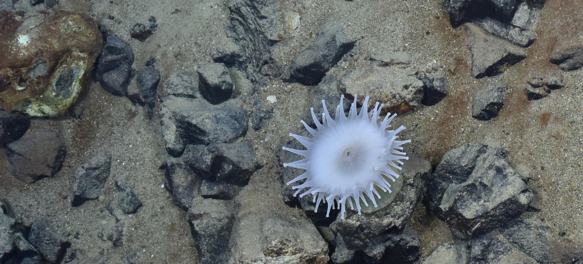 The International Seabed Authority has emerged as a central institution of global ocean architecture, charting a course towards responsible and sustainable use.