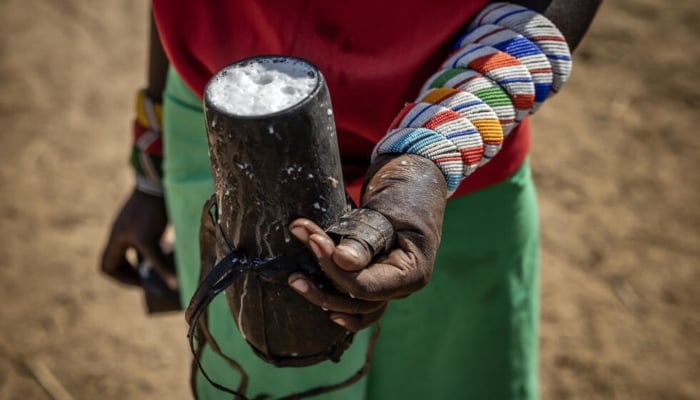 Camel milk contributes up to half the total nutrient intake during drought. — AFP