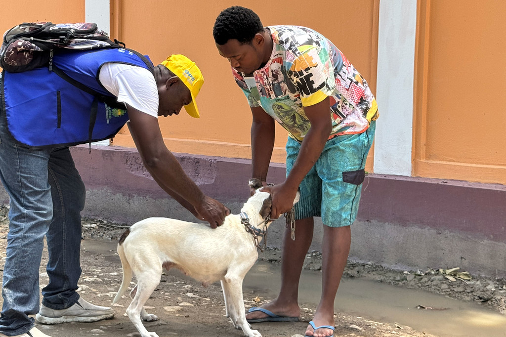 A dog is vaccinated against rabies in Haiti.