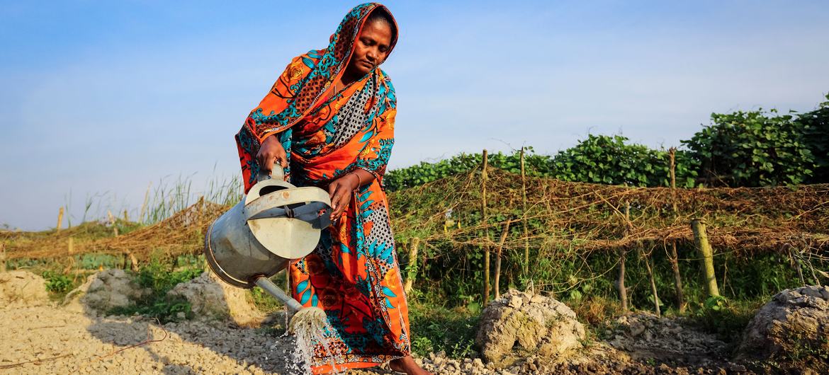 In Bangladesh, farmers are growing more climate resilient crops.