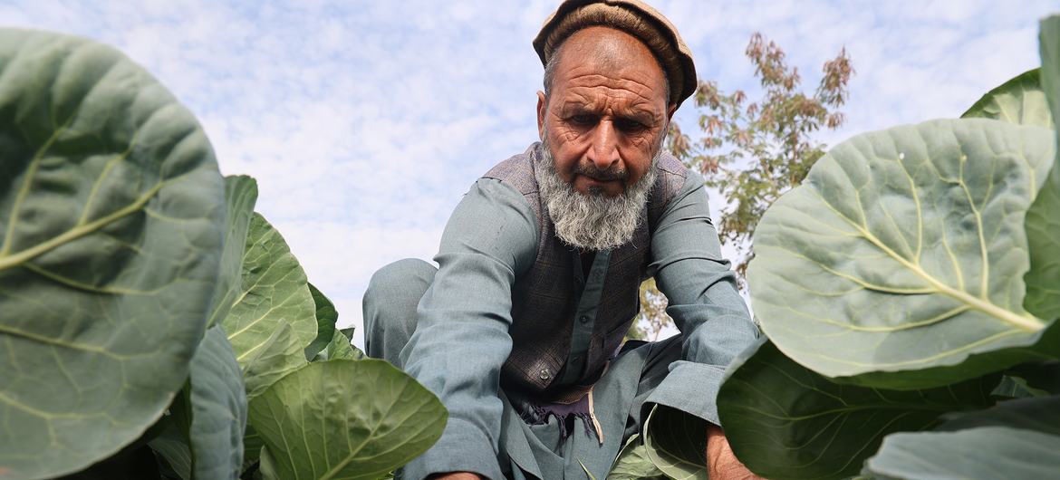 With support from the United Nations Office on Drugs and Crime (UNODC), Zahoor and thousands of other Afghan farmers have transitioned from opium to legal farming, turning land into a source of hope and sustainable income. This is also helping to make th…