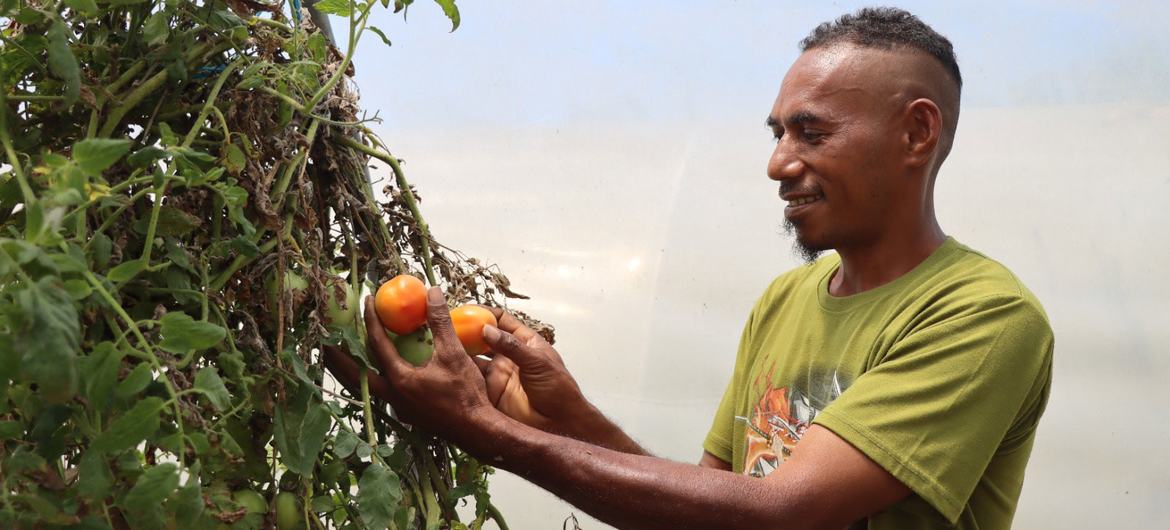 A farmer in Timor-Leste harvests ripe tomatoes in a greenhouse, supporting school meal programs to combat hunger and improve nutrition.